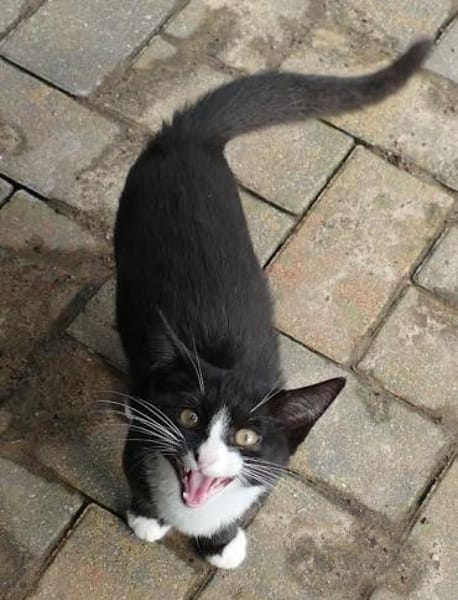 Leni