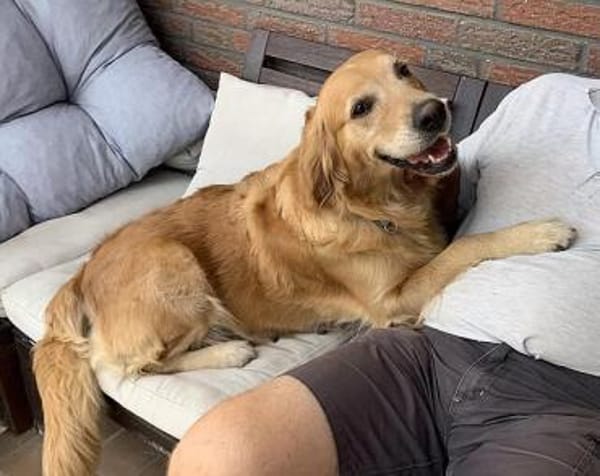 Romy - sanftes goldenes Wesen