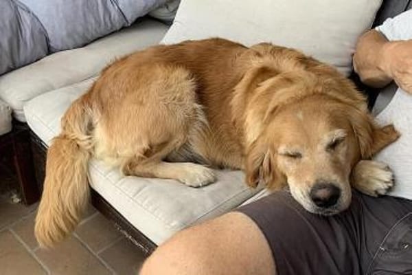 Romy - sanftes goldenes Wesen