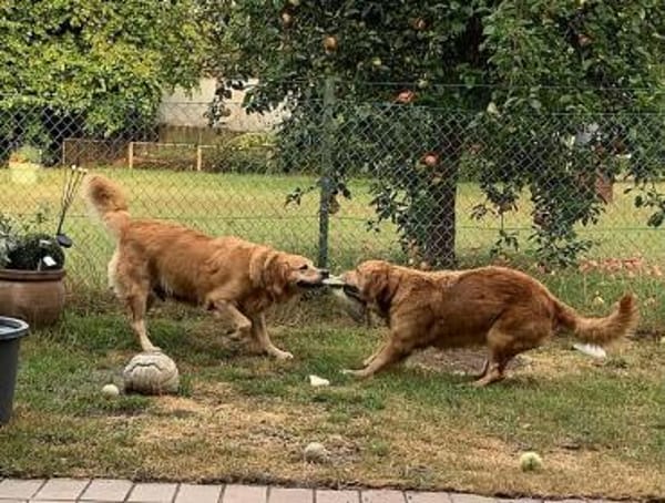Romy - sanftes goldenes Wesen