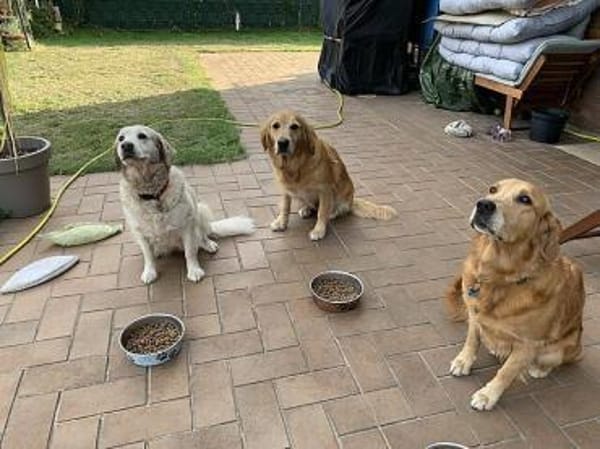 Romy - sanftes goldenes Wesen