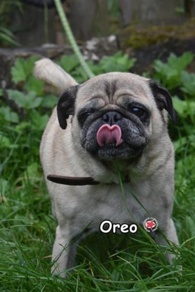 OREO