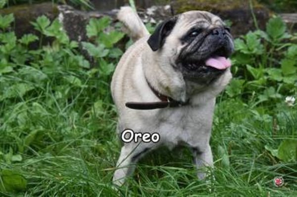 OREO