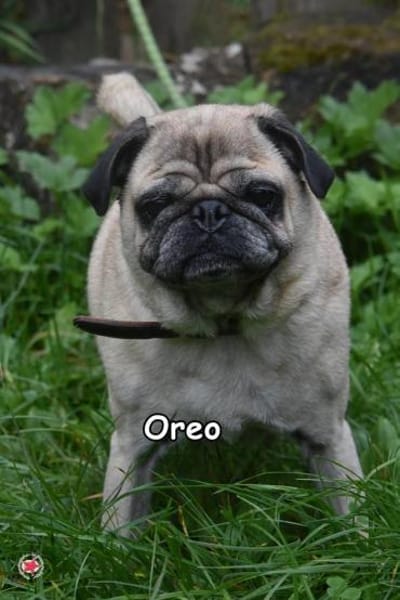 OREO