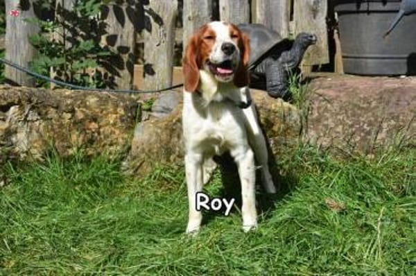 ROY