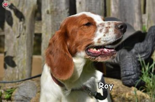 ROY