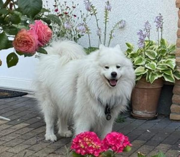 Merlin, kinderfreundlicher Samojede