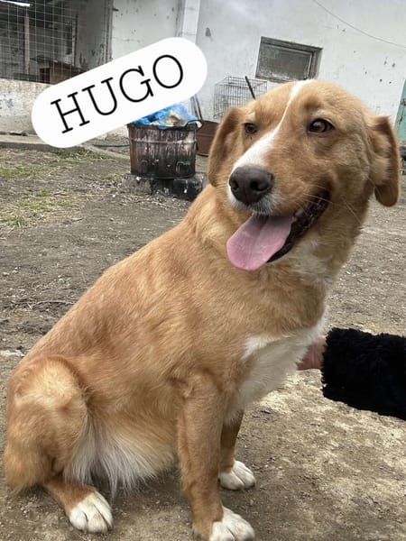 🐾❤ HUGO, unser Immer-Sonnenschein
