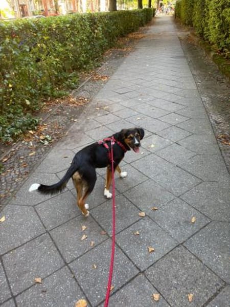 Dino - Blick zum Verlieben