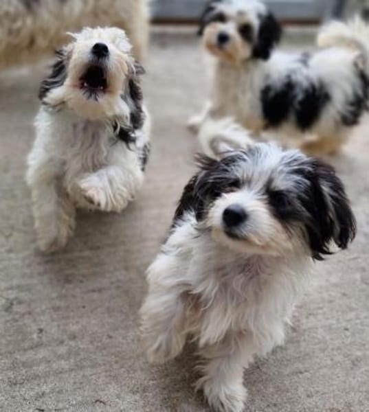 Hector, Snoopy, Jacky und Franky
