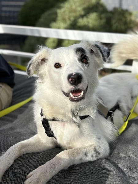 Charlie sucht liebevolle Hundekenner❤