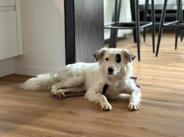 Charlie sucht liebevolle Hundekenner❤