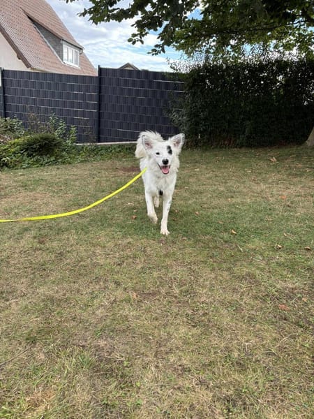 Charlie sucht liebevolle Hundekenner❤