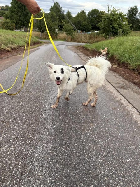 Charlie sucht liebevolle Hundekenner❤