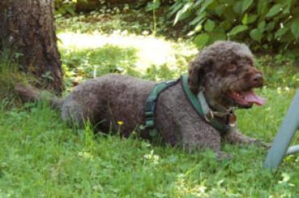 LA-CODY-dufter Typ sucht ruhiges Zuhause