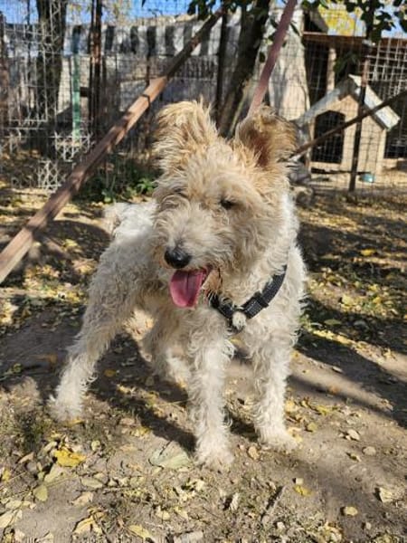 Cory, Foxterrier-Mix, sucht ein Zuhause
