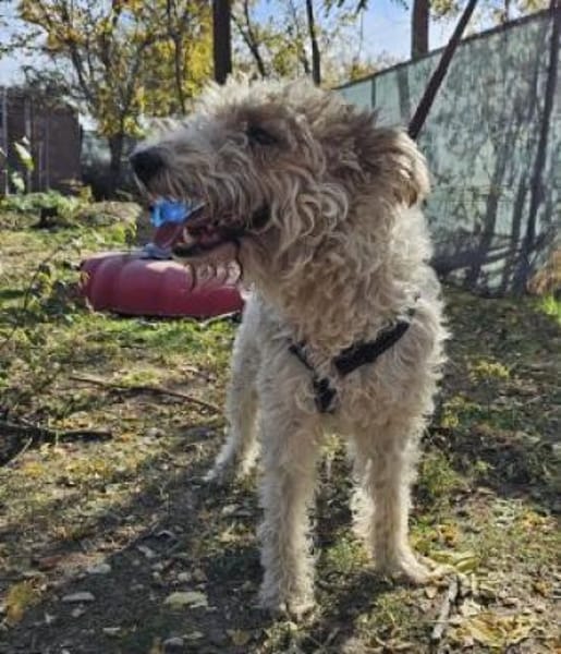 Cory, Foxterrier-Mix, sucht ein Zuhause