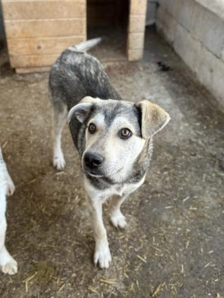 Baileytreuer Freund mit Schmusegarantie