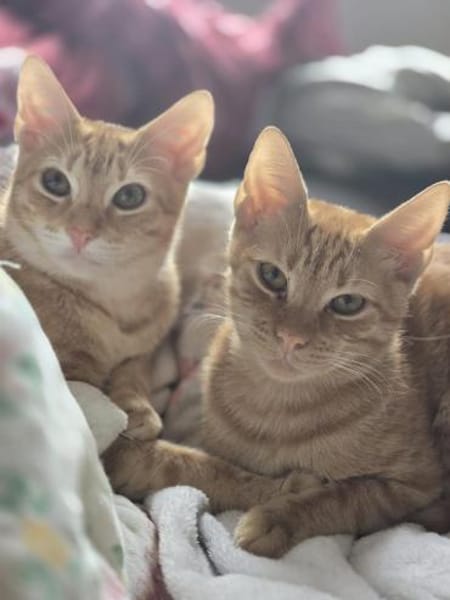 Fred & George aus dem Tierschutz