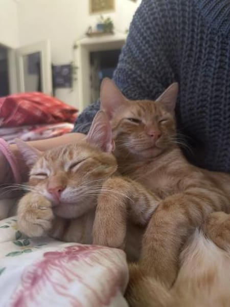 Fred & George aus dem Tierschutz