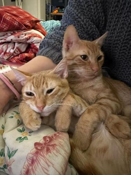 Fred & George aus dem Tierschutz