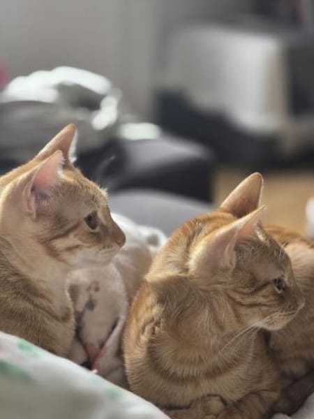 Fred & George aus dem Tierschutz