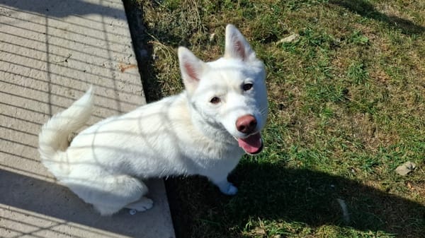 MAYA