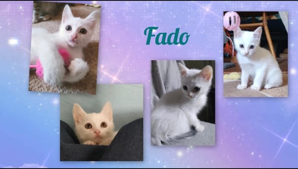 Fado réservé