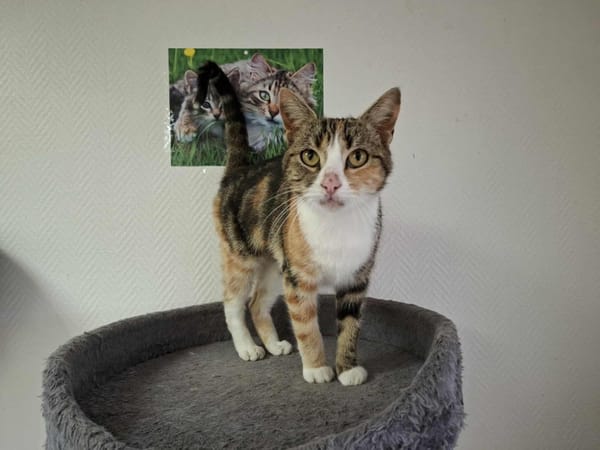 CALICO