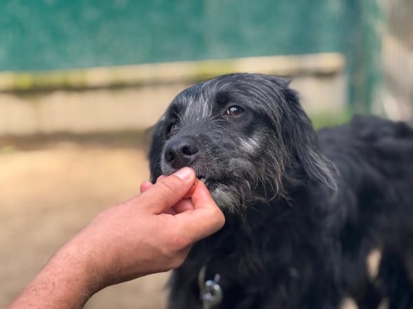 Baloo
