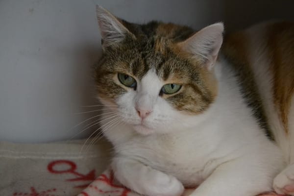 LOLITA