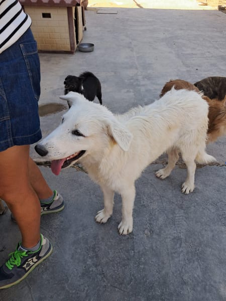 DAVID simil boarder collie
