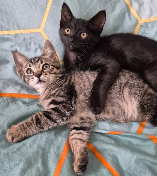 NAYA ET REGLISSE