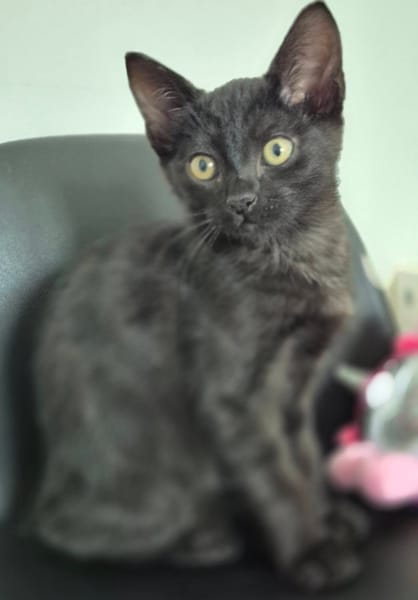 NAYA ET REGLISSE