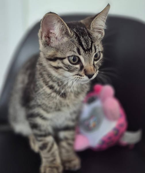 NAYA ET REGLISSE