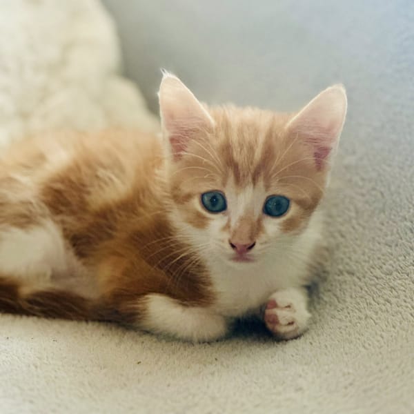 CARAMEL