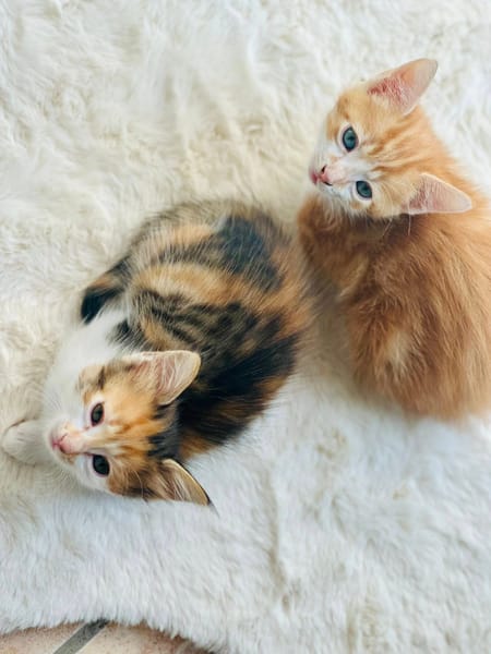 CARAMEL