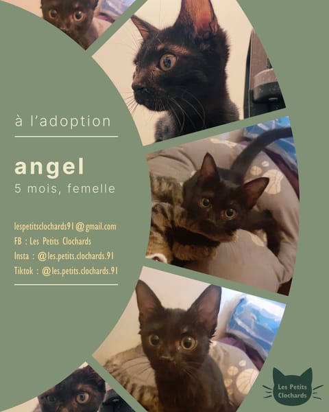 Angel