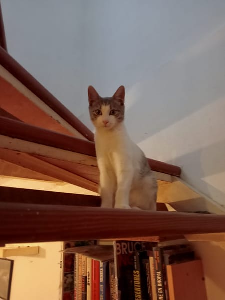Elvis