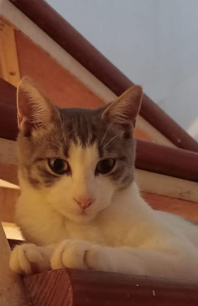 Elvis