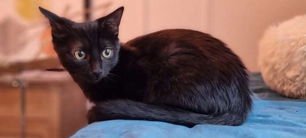 Nyxie