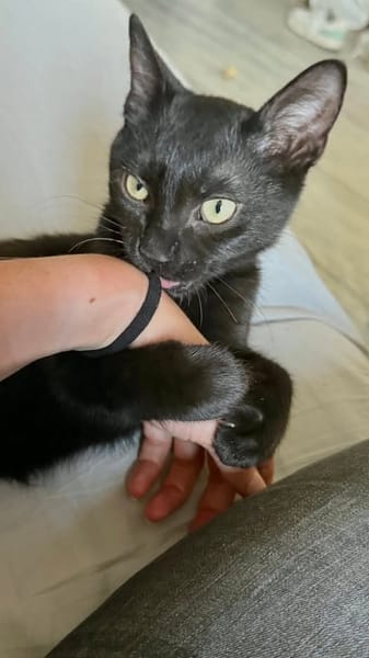 PETRI