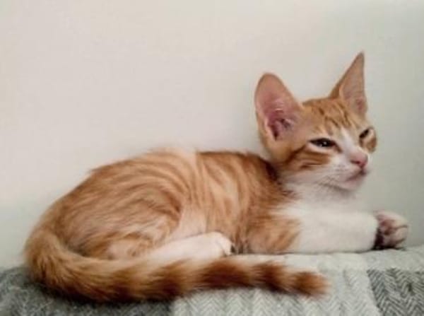Lieber, junger Kater Pelayo