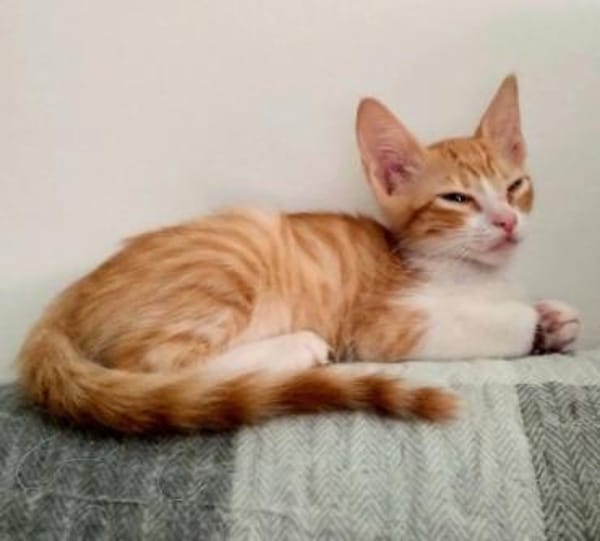 Lieber, junger Kater Pelayo