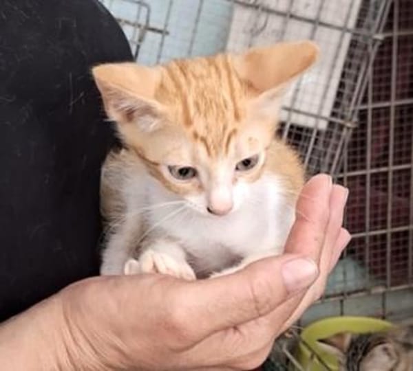Lieber, junger Kater Pelayo