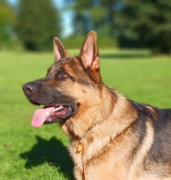 freundlicher Schäferhund sucht ....