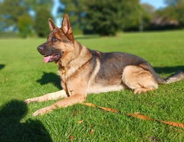 freundlicher Schäferhund sucht ....