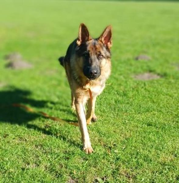 freundlicher Schäferhund sucht ....