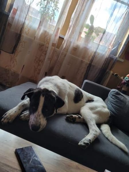 Santi braucht endlich ein Zuhause