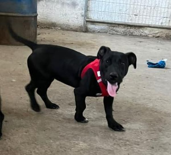 Pfiffige kleine Hanni wartet in Springe